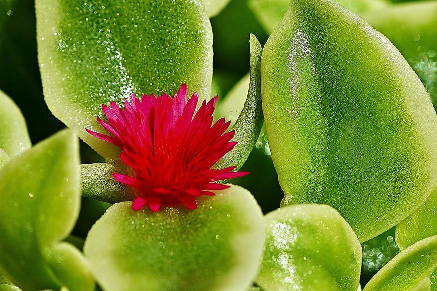 흥미 진진한, 아프테니아 코리 폴리아, 두꺼운 시트 온실, 녹색, 꽃