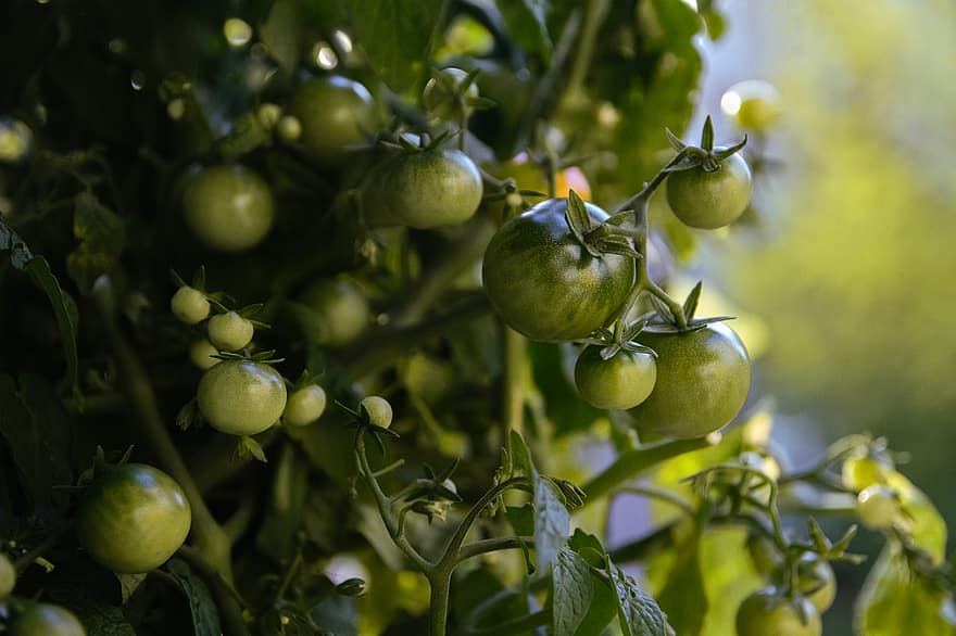 помидоры, незрелый, овощи, свежий, урожай, производить, органический, сельское хозяйство, плантация, зеленые помидоры