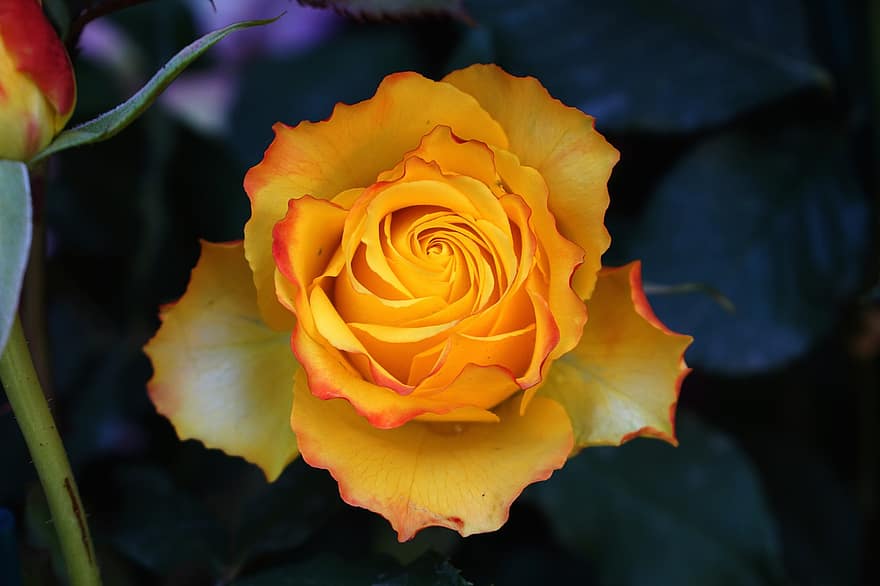 Rose, Flower, Petal, Romantic, Nature, Orange