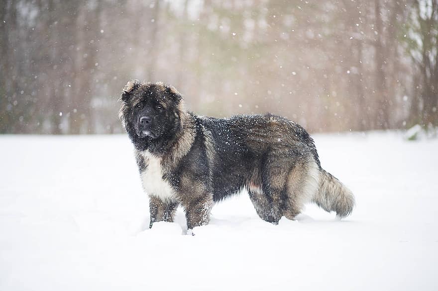 Kaukasische herdershond, hond, sneeuw, sneeuwval, spelen, Akita, Russische berenhond, Russische hond, huisdier, dier, huishond