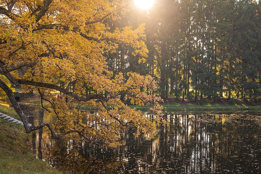 podzim, park, listy, stromy, les, jezero, voda
