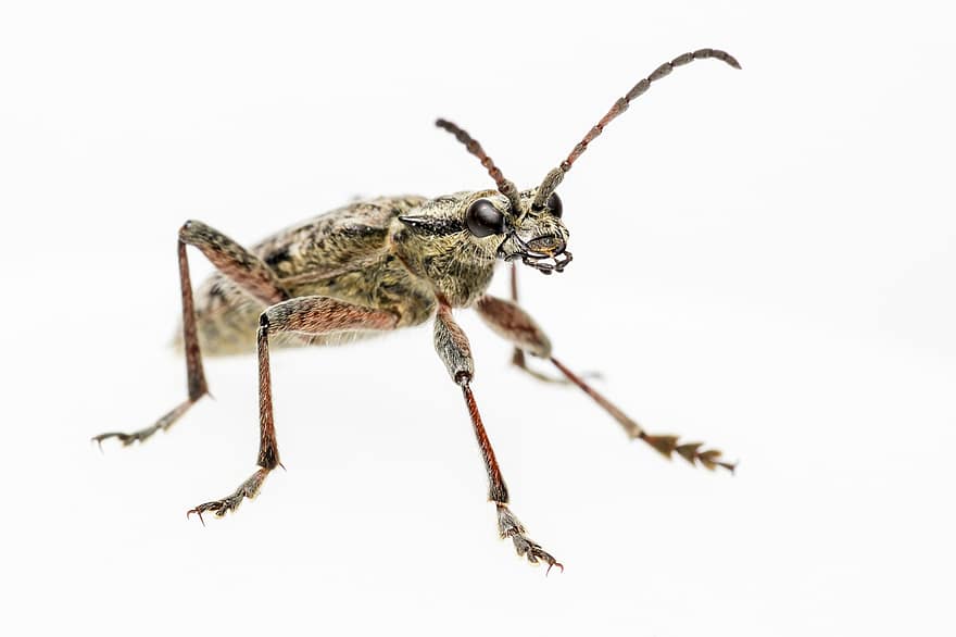 Beetle, Insect, Black-spotted Longhorn Beetle, Pest, Animal, Invertebrate, Arthropod, Wildlife, Rhagium Mordax