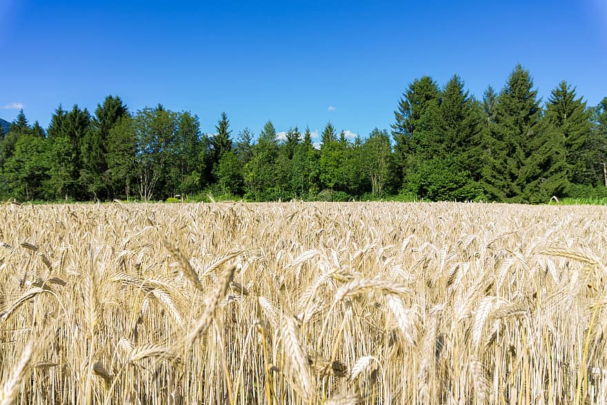 blé, champ, agriculture, forêt, la nature