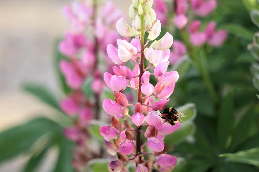 бджола, комаха, люпин, квіти, джміль, Рослина, весна, природи