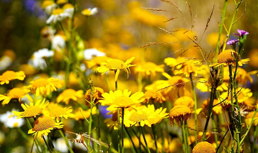 padang rumput bunga, bunga liar, ramah lebah, padang rumput, flora