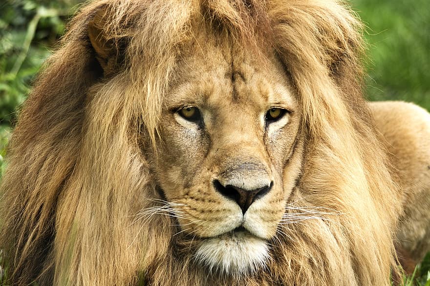 lejon, brungul, rovdjur, afrika, Zoo, manen, safari, manlig, vild, köttätare, savann