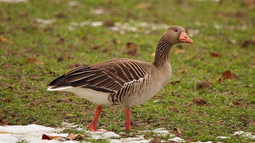 Goose, Greylag Goose, Bird, Water Bird, Poultry, Wild Goose, Animal, Bill, Feather