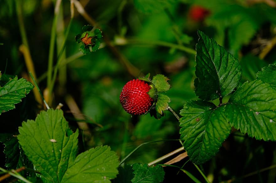 fraises indiennes translucides, fraise, fruit, rouge, potentilla indica, plante ornementale, doigt de fraise translucide, fraise translucide, fausse fraise, fraise indienne