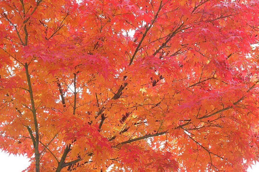 rudens lapas, rudenī, lapas, raksturs, koks, augu, krāšņums