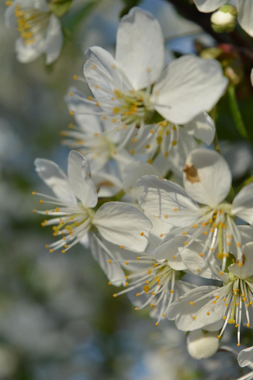 flor de cerezo, primavera, floración, naturaleza