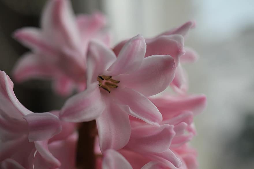hyacint, květ, rostlina, růžový květ, okvětní lístky, jaro, zahrada, Příroda