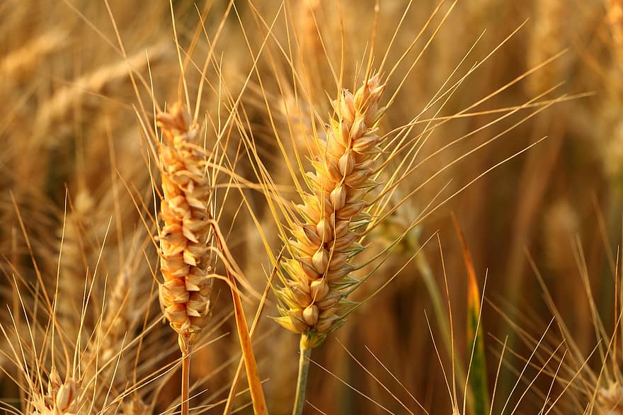 Wheat, Spikelets, Crops, Food, Cereals, Plant, Agriculture, Farm, Field