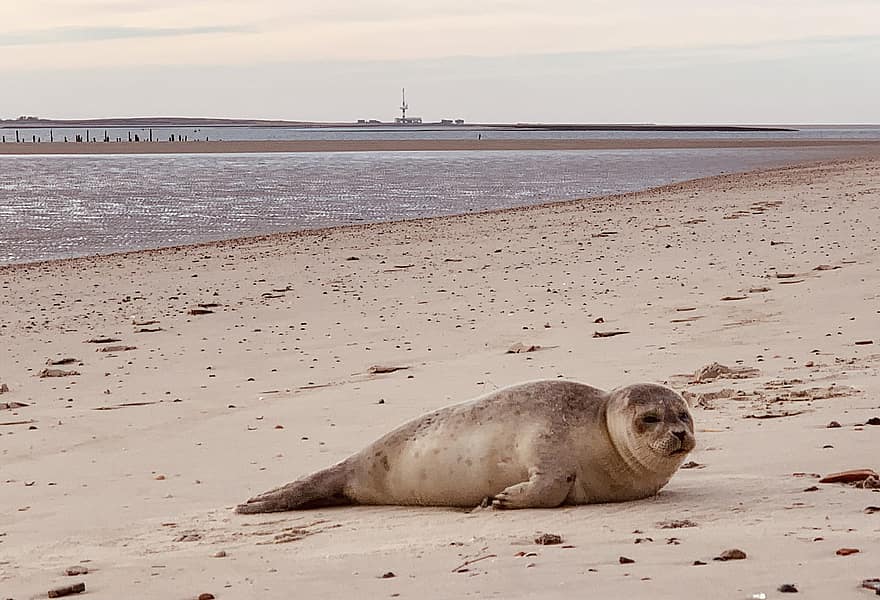 Wangerooge, mare del Nord, foca, mare di wadden, costa, animali allo stato selvatico, acqua, sabbia, Leone marino, viaggio, carina
