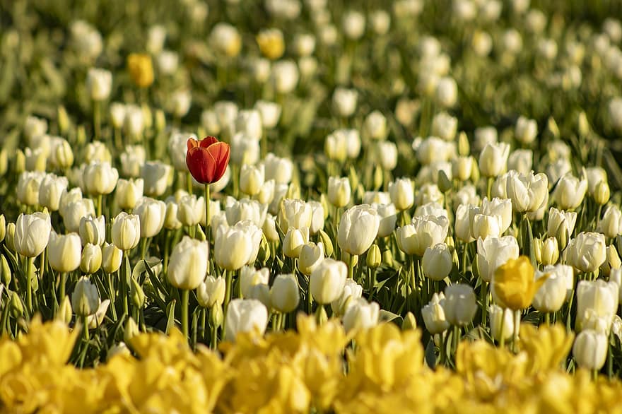 las flores, tulipanes, campo, prado, cama de flores, jardín, primavera