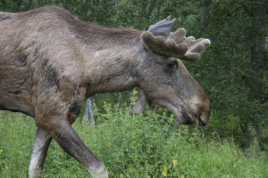 Elk Bull, เขากวาง, สัตว์, เลี้ยงลูกด้วยนม, การถ่ายภาพสัตว์, ธรรมชาติ, ความเป็นป่า, ป่า, ต้นไม้