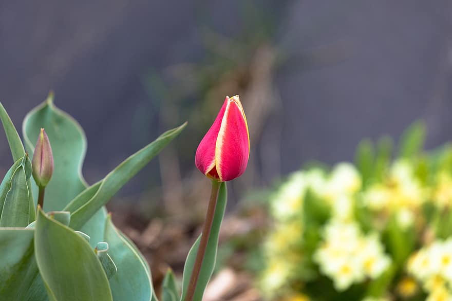 tulipan, blomst, knopper, anlegg, blader, vårblomst, vår, natur