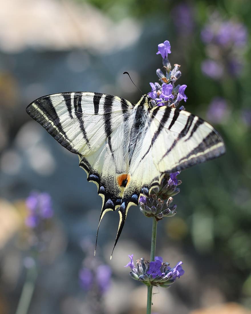 Lavender, Insect, Scarce Swallowtail, Swallowtail