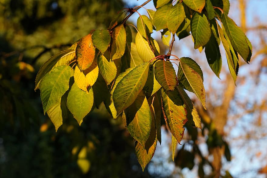 вишня, листья, дерево, падать, ветка, завод, осень, природа, лист, желтый, время года