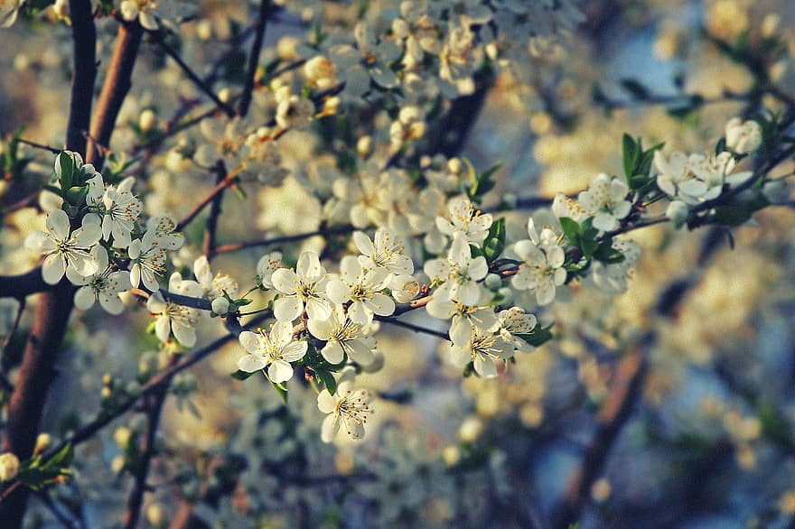 весна, цветы, природа, деревья, вишня в цвету, ботаника