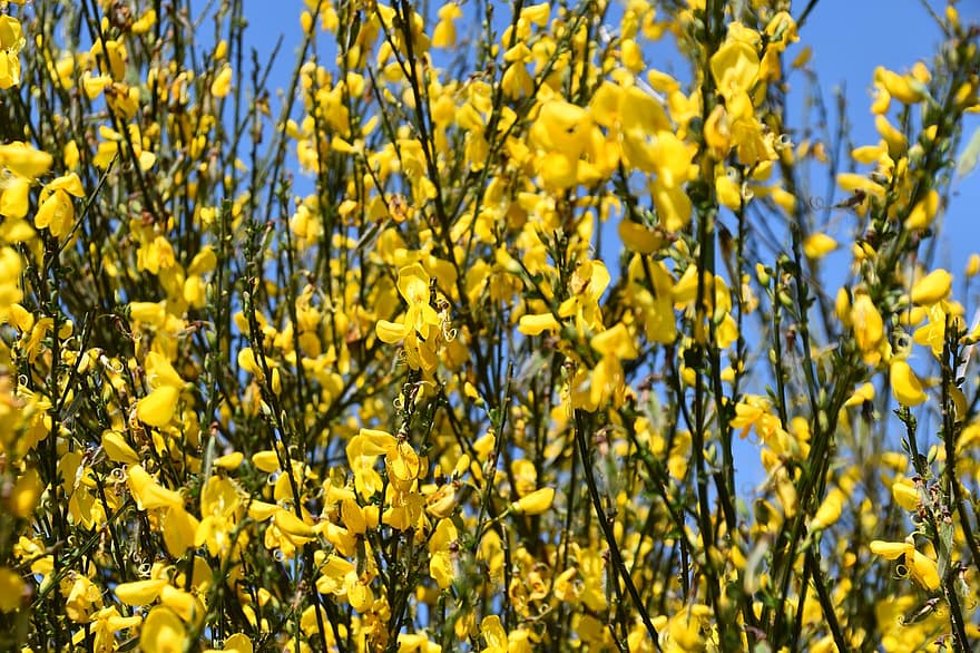 Genista, gule blomster, planter, blomster, feiekoster, Cytisus, busk, blomst, gul, anlegg, våren