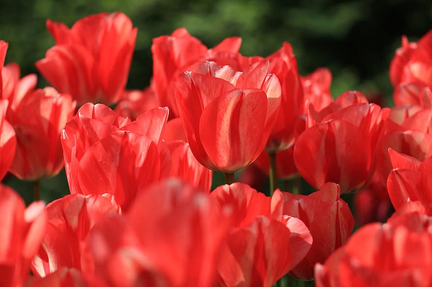 tulipaner, blomster, have, flora, røde blomster, natur, røde tulipaner, forår, planter, flor