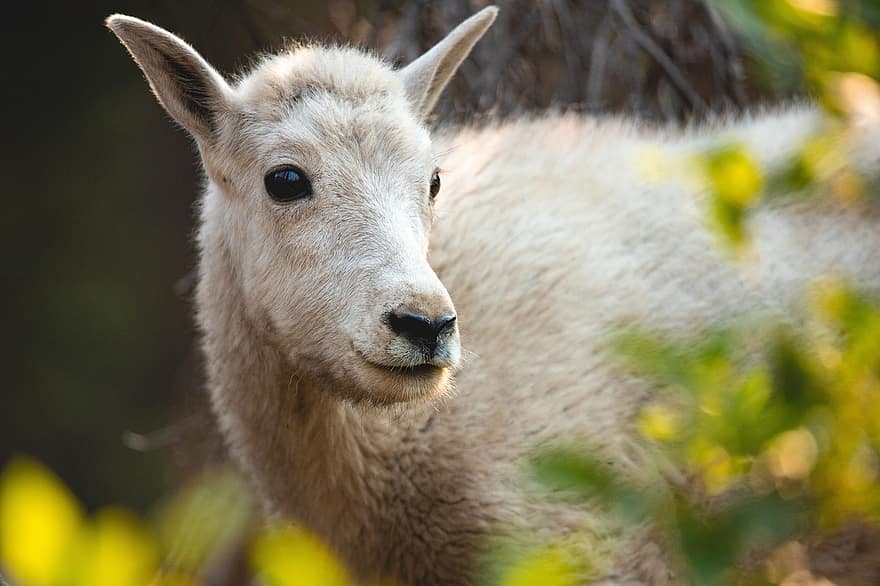 cabra de montaña rocosa, cabra de montaña, oreamnos americanus, animal, mamífero, Montana, naturaleza, al aire libre, parque Nacional