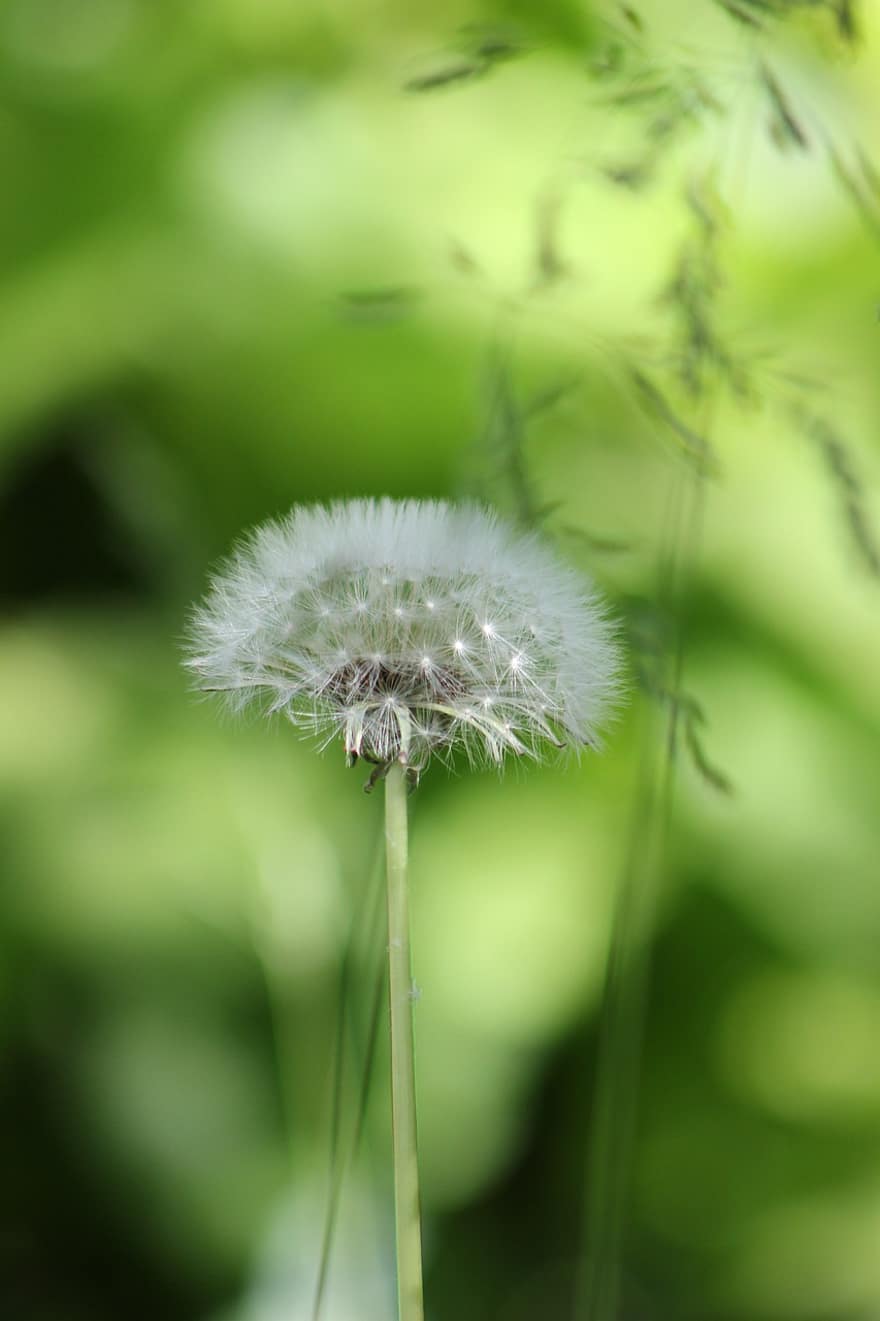Dandelion, Flower, Seed Head, Plant, Seeds, Nature, Spring, close-up, green color, summer, macro