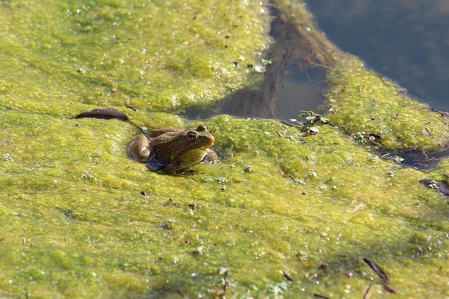 개구리, 늪, 황소 개구리, 수륙 양용 비행기, 자연, 못, 두꺼비, 녹색, 불쾌한, 목쉰 소리, 강