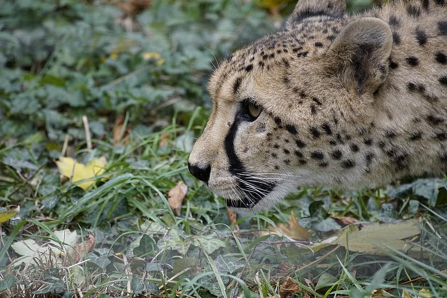 Gepard, zvíře, volně žijících živočichů, velká kočka, dravec, savec, Příroda, lov, zvířata ve volné přírodě, undomesticated kočka, ohrožené druhy