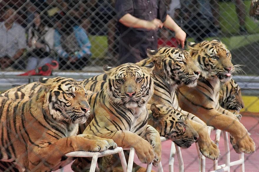 Tiger, Tier, wilde Tiere, Natur, bengalischer Tiger, undomestizierte Katze, gestreift, Tiere in freier Wildbahn, gefährdete Spezies, katzenartig, Achtung