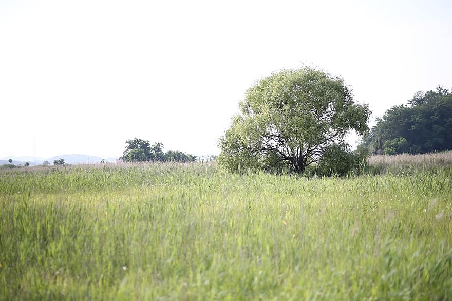 Pasture, Tree, Green, Ranch, Nature, Scenery, Landscape, Country, Hill