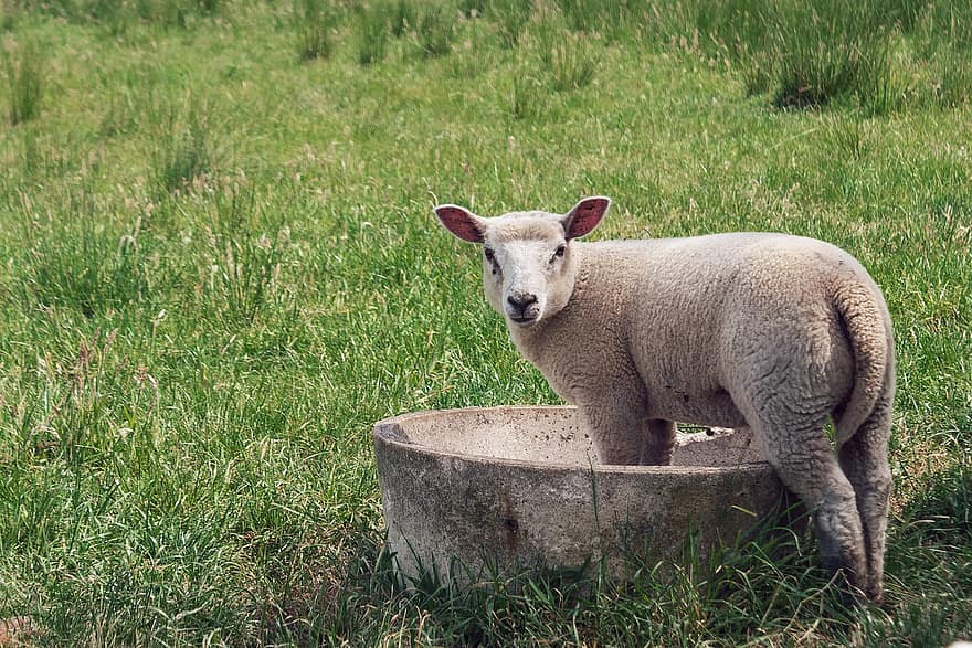cừu, thú vật, đồng cỏ, động vật trẻ, động vật có vú, chăn nuôi, Vải, cỏ, nông trại