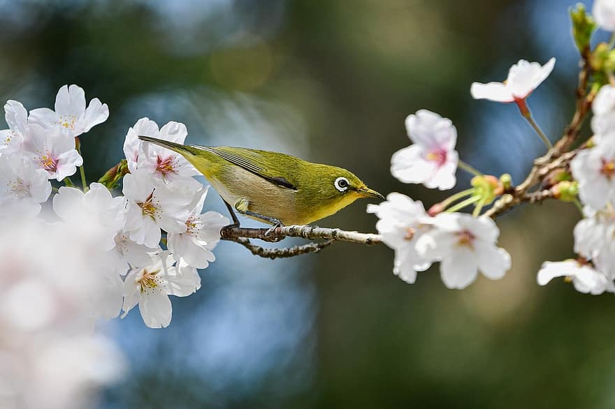 burung, Kacamata berkicau, ilmu burung, jenis, fauna, margasatwa, musim semi, paruh, hewan, bunga-bunga, bunga sakura