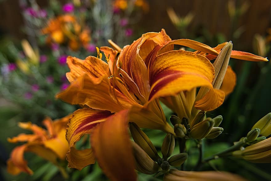 цвете, Hemerocallis, разцвет, флора