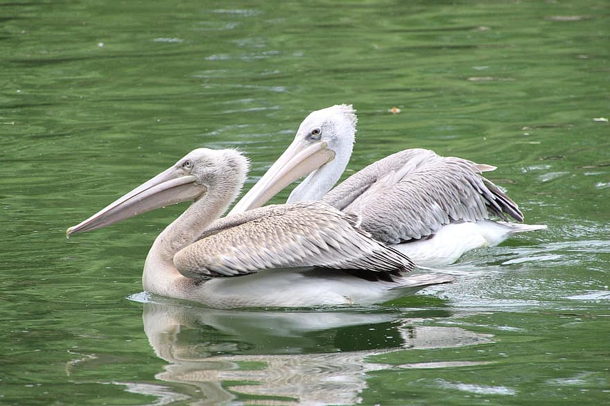 пеликани, птици, езерце, водни птици, животни, дивата природа, фауна, плуване, вода