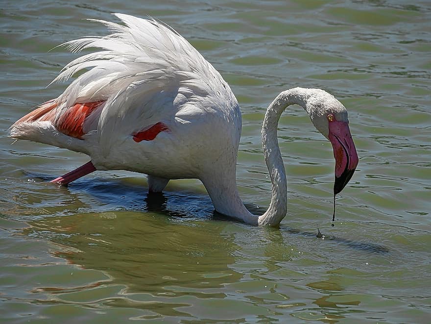 flamingo, fågel, djur-, fjäderdräkt, fjädrar, näbb, räkningen, långbent, sjö, natur