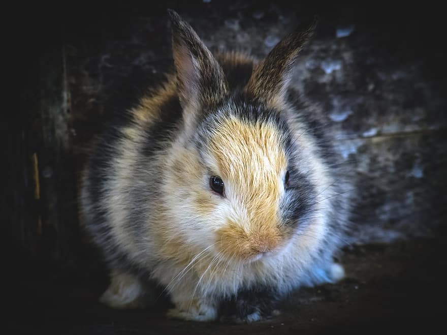 con thỏ, Con thỏ, dễ thương, đáng yêu, lông thú, có lông, Chân dung, động vật có vú, thú vật, thế giới động vật