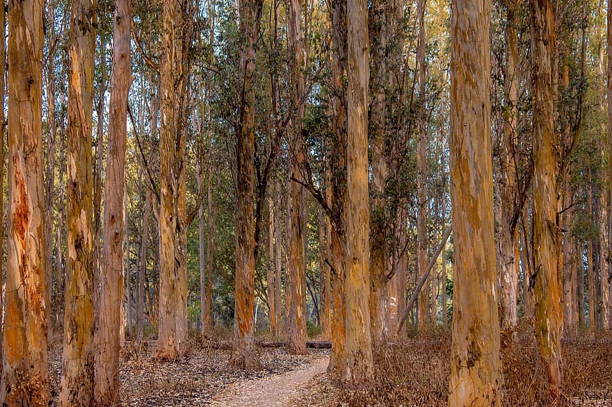 drzewa, Droga, ścieżka, odchodzi, listowie, głębokość, eukaliptus, las