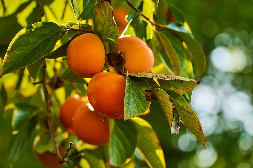 persimmons, Trabzon hurması ağacı, kaki meyvesi, İtalya, meyve