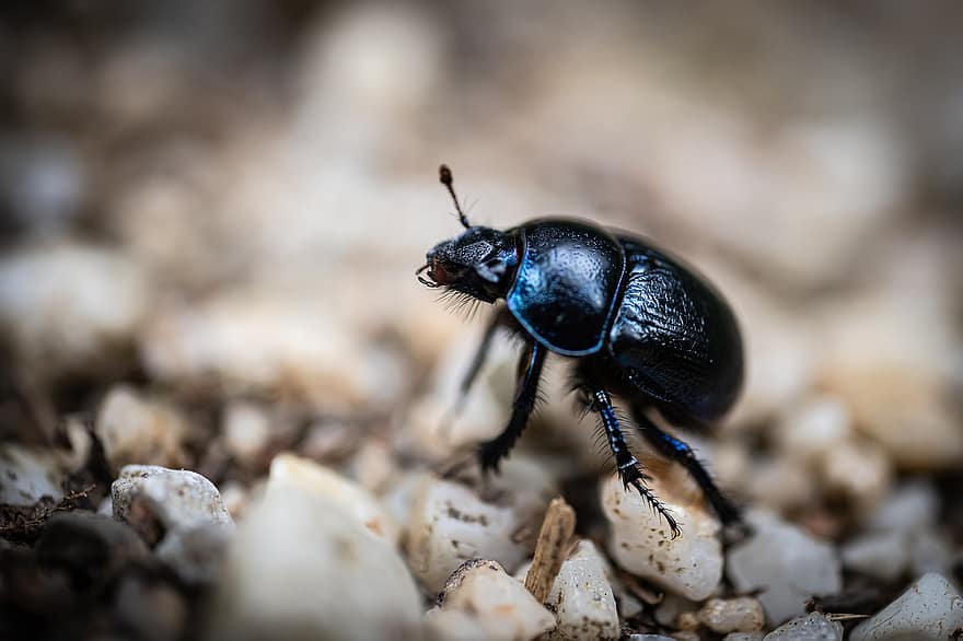 Dor Beetle, escarabat, insecte, Geotrupes Stercorarius, escarabat de fem, animal, naturalesa
