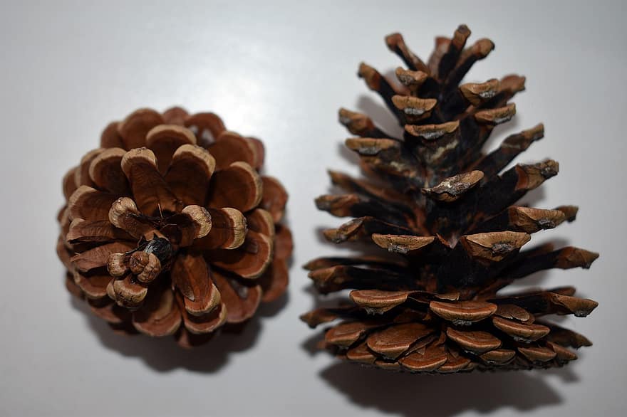 Pine Cones, Seeds, Fruits, Conifer Cone, Dry, Cones, Nature, pine cone, close-up, coniferous tree, decoration