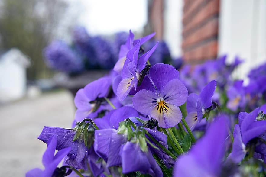 ziedi, violeti ziedi, pansies, dārzs, pavasarī, tuvplāns, zieds, augu, violets, vasarā, ziedlapiņa