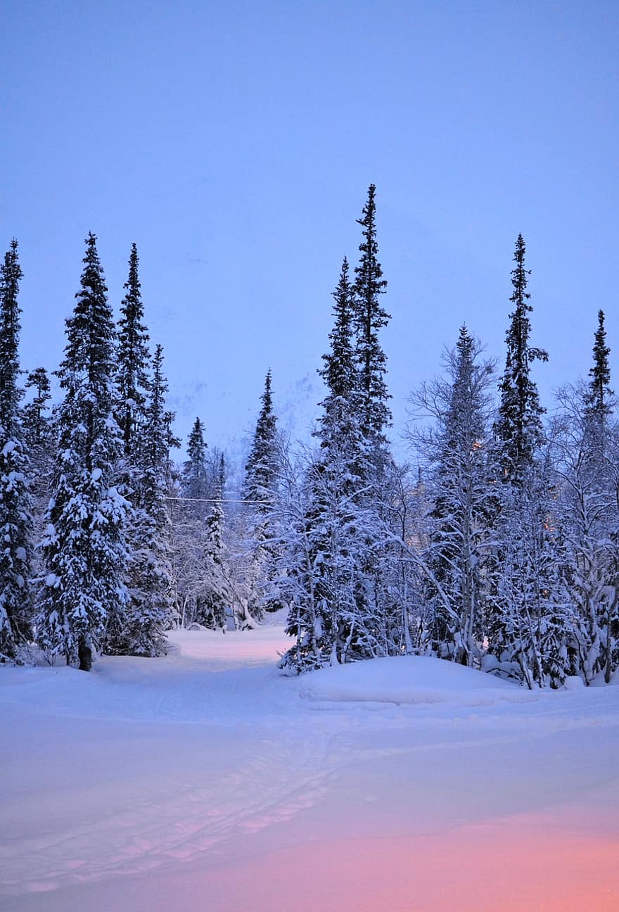 зима, снег, деревья, дорожка, трек, след, сугроб, мороз, лед, пейзаж, природа