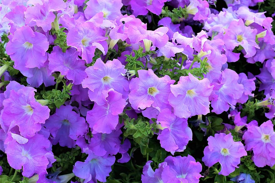 квіти, фіолетові квіти, цвітіння, фіолетові пелюстки, флора, природи, Рослина, листя, ботаніка, квітникарство, садівництво