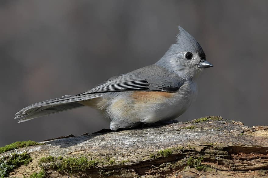 tufted titmouse, bird, wood, beak, animals in the wild, feather, close-up, bird watching, one animal, branch, perching