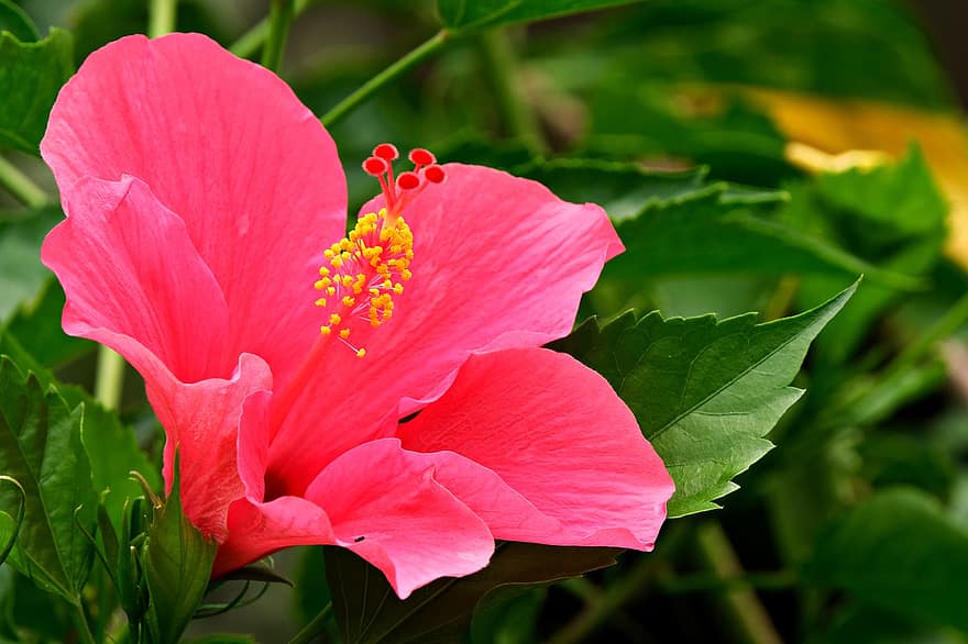 hibiscus, blomst, rosa blomst, petals, rosa petals, blomstre, blader, natur, anlegg, blad, nærbilde