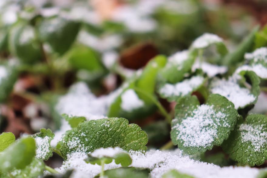 sníh, rostlin, zimní, listy, mráz, Příroda, list, detail, zelená barva, svěžest, rostlina