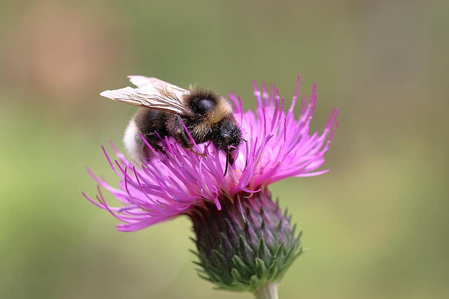 Hummel, floare, ciulin, insectă înțepată, insectă, poleniza, polenizare, hymenoptera, inflori, a inflori, nectar
