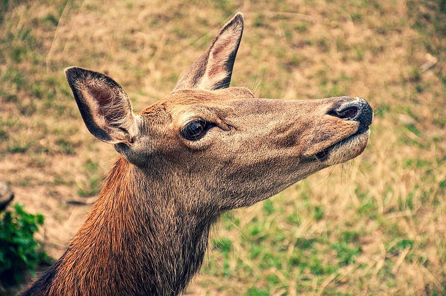 Roe Deer, Fawn Deer, Animal, Wild Animal, Closeup, Forest, Red Deer, Bambi, Mammal, Nature, Young Animal