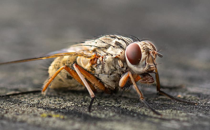 insectă, macro, entomologie, a închide, ochi compuși, Picioare de insecte